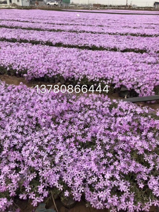 芝櫻25.JPG