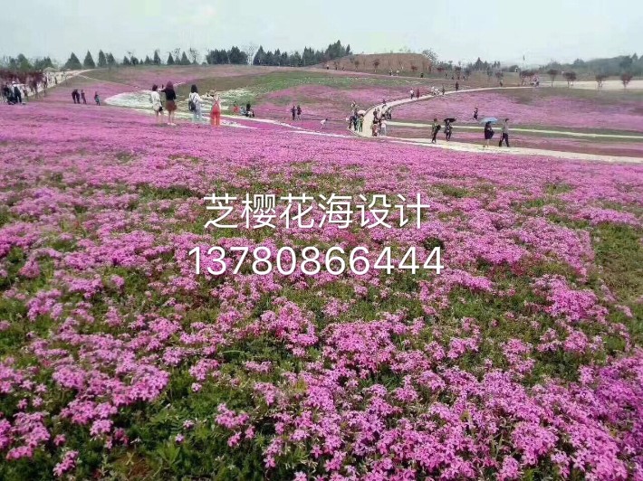 芝櫻37.JPG