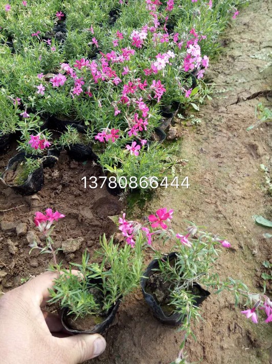 芝櫻2.JPG