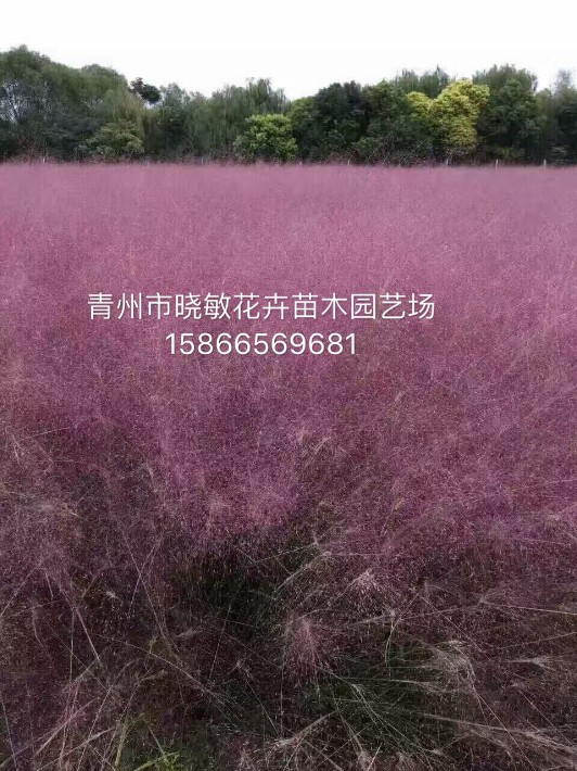 粉黛亂子草1.JPG