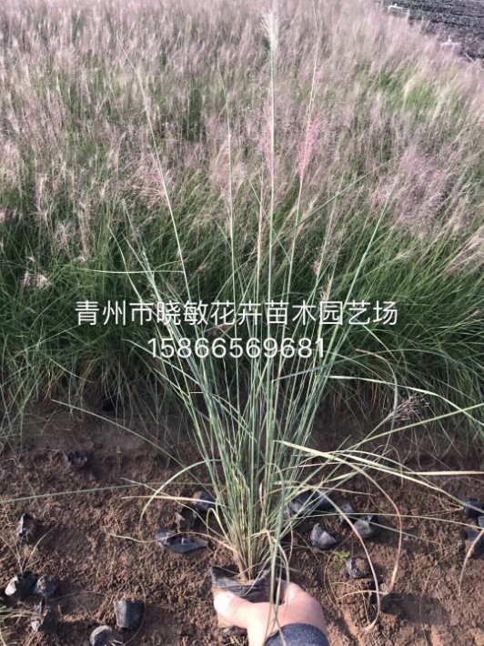粉黛亂子草10.JPG
