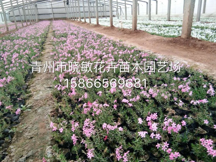芝櫻7.JPG