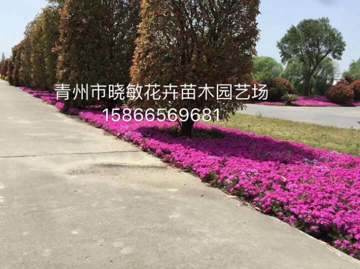 芝櫻36.JPG