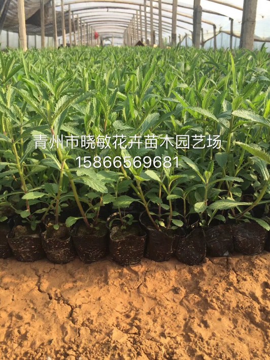 馬鞭草11.JPG