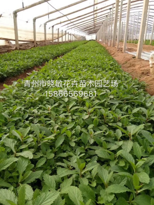 馬鞭草12.JPG