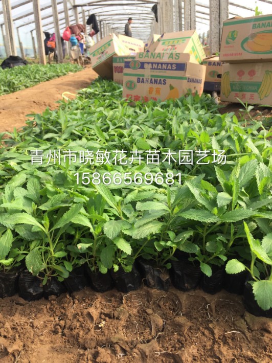 馬鞭草17.JPG