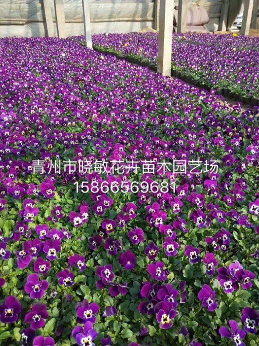 IMG_7284(0).JPG