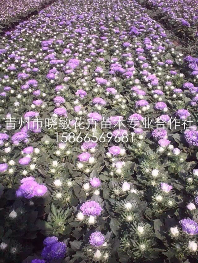 翠菊3.jpg