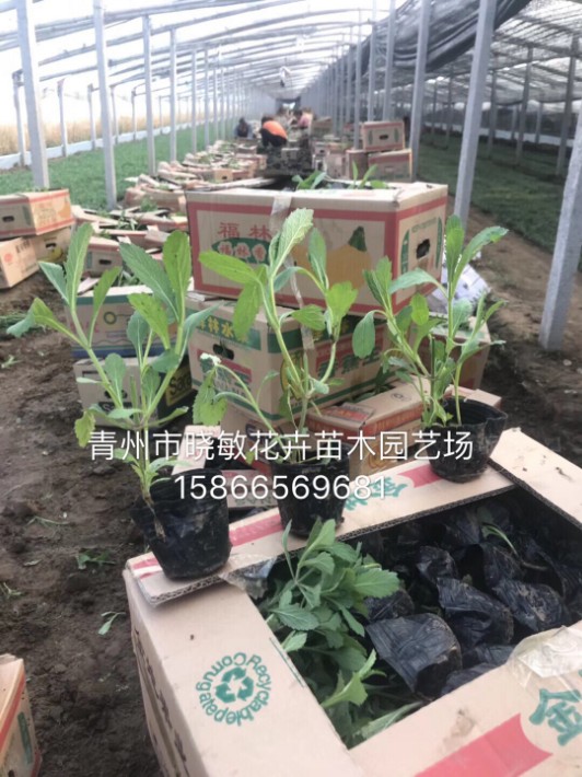 馬鞭草8.JPG
