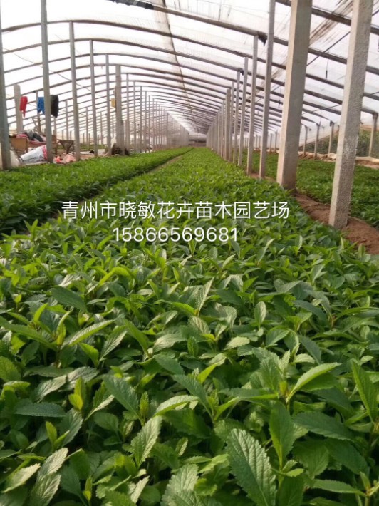 馬鞭草13.JPG