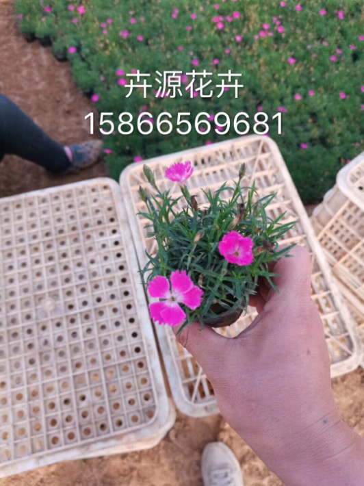 歐石竹20.JPG