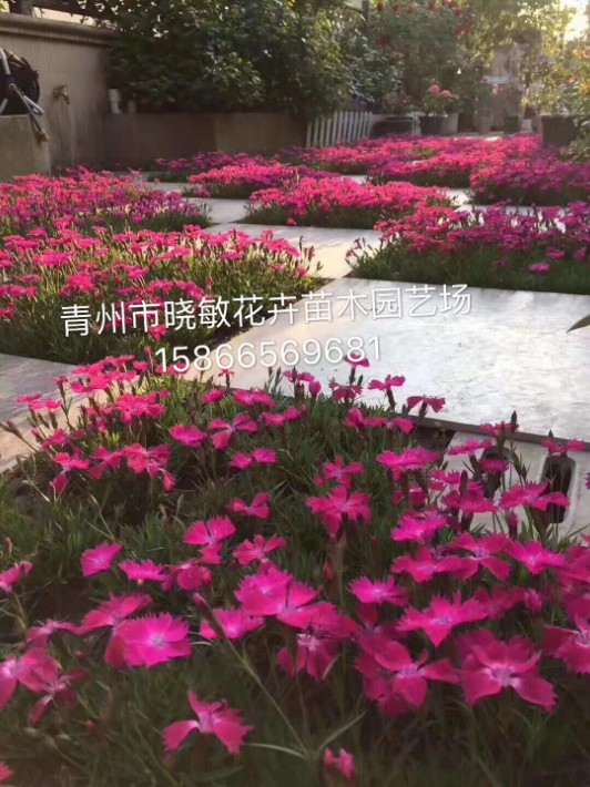 歐石竹11.JPG