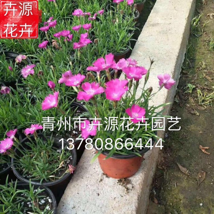 歐石竹9.JPG