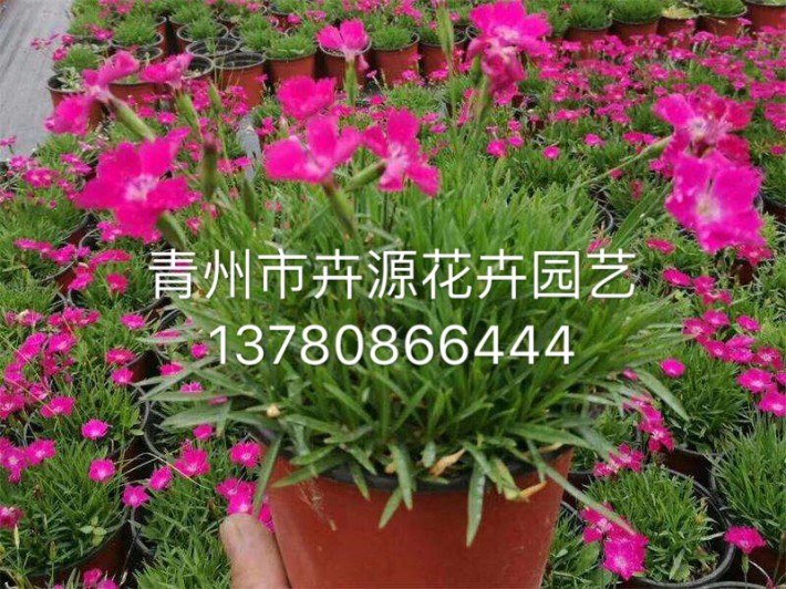 歐石竹8.JPG