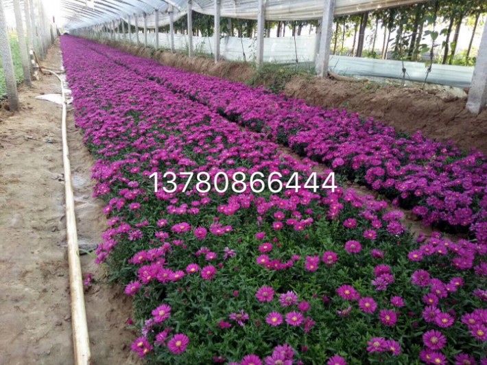 荷蘭菊11.JPG