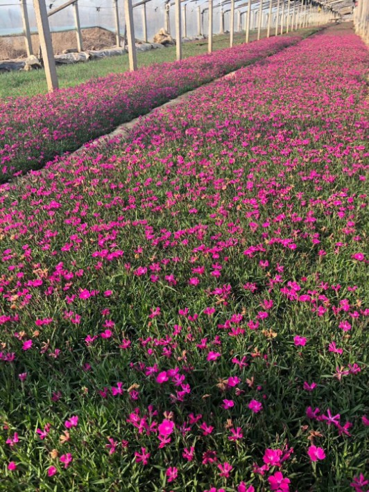 歐石竹小苗1.JPG