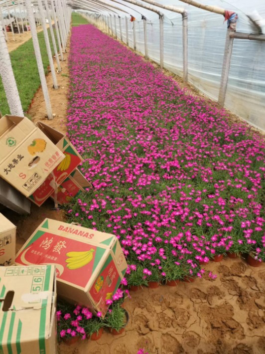 北京晓敏花卉青州草花,青州草花基地