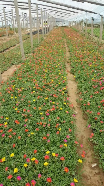 太阳花批发基地