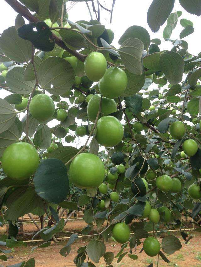 台湾大青枣苹果枣雪蜜枣金蜜枣蜜丝枣苗培育基地