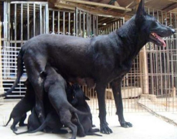 全身黑色的狼犬幼犬多少钱一条