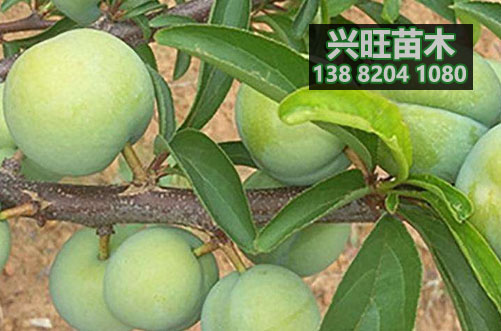蜂糖李苗4.JPG