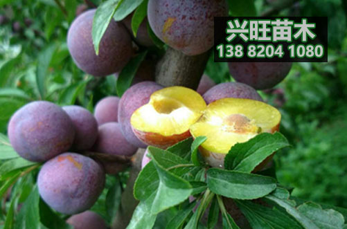 脆紅李樹苗.jpg