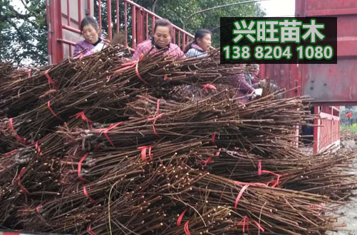 脆紅李樹苗16.jpg