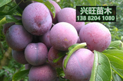 脆紅李樹苗3.jpg