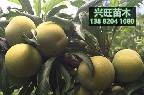 蜂糖李苗.JPG