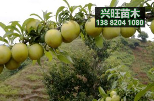 蜂糖李苗2.JPG