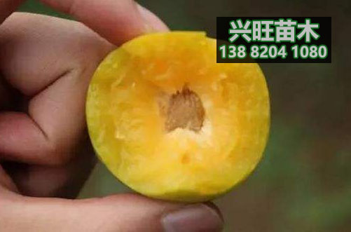 蜂糖李苗6.JPG