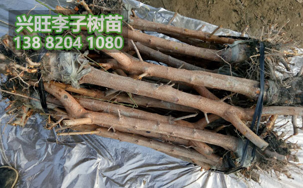李子樹苗16.jpg