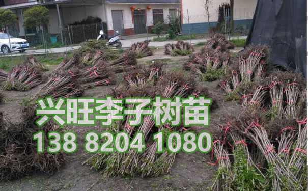 李子樹苗4.jpg