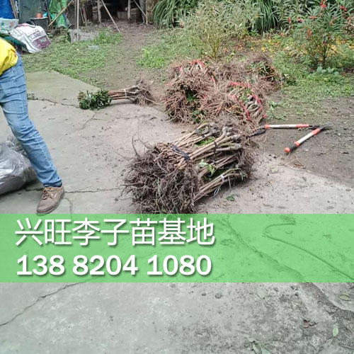 李子苗1.jpg
