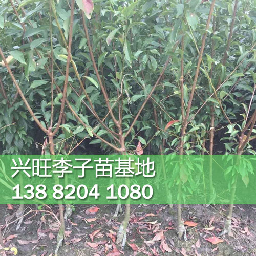 李子苗5.jpg