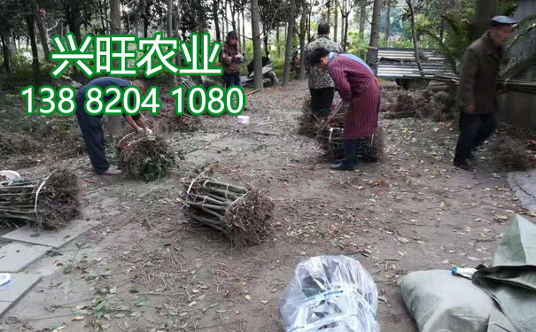李子苗17.jpg