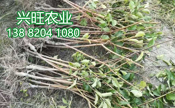 李子苗14.jpg