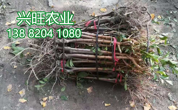 李子苗9.jpg