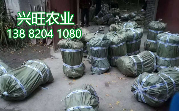 李子苗16.jpg