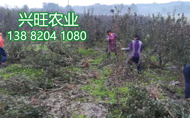 李子苗8.jpg