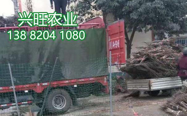 李子苗1.jpg