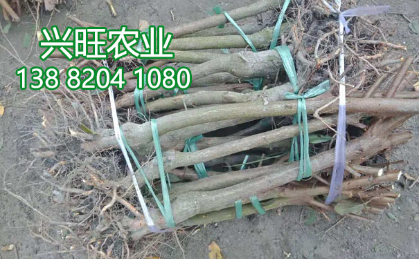 李子苗13.jpg