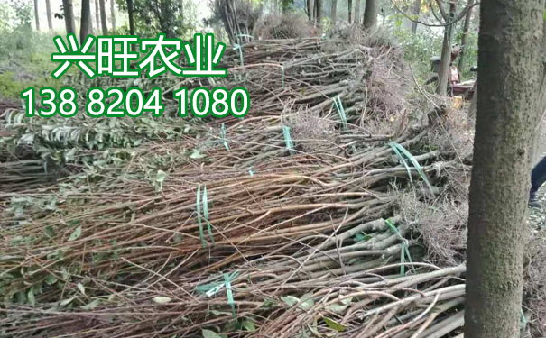 李子苗14.jpg
