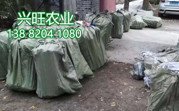 李樹苗14.jpg