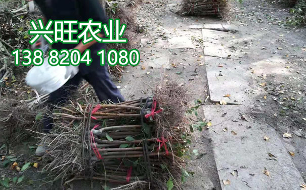 李樹苗22.jpg