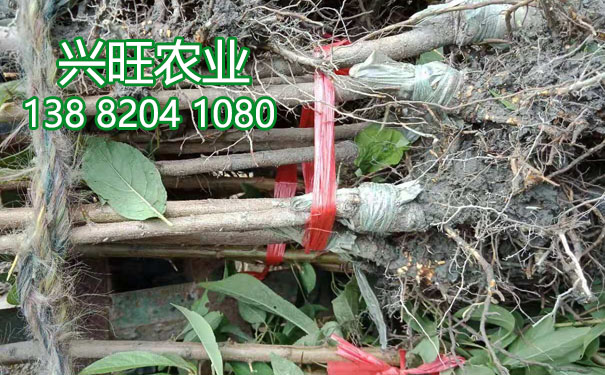 李子樹苗8.jpg