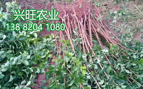 晚熟李子苗.jpg