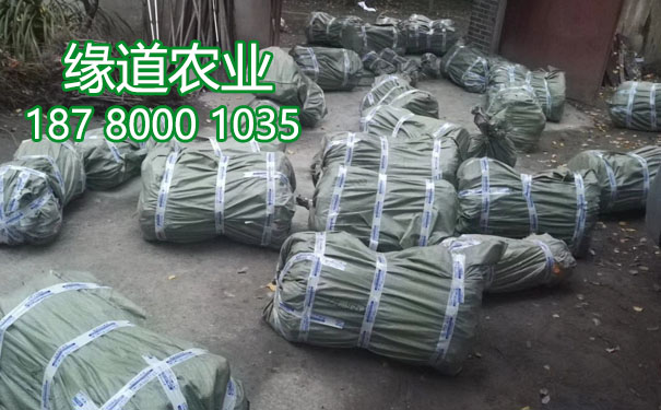 李子果樹苗18.jpg