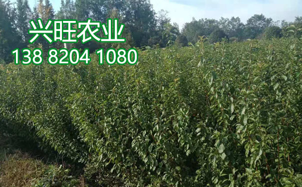 李子樹苗11.jpg
