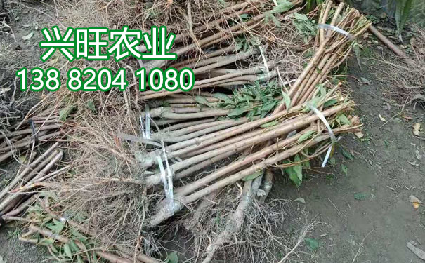 李子苗7.jpg